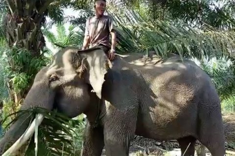 Menyelamatkan gajah Sumatera terakhir di Rokan Hilir
