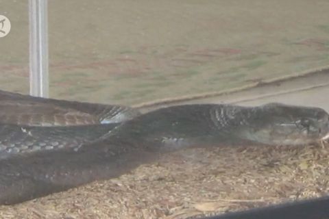 Penanganan serangan ular perlu dibekali keterampilan khusus