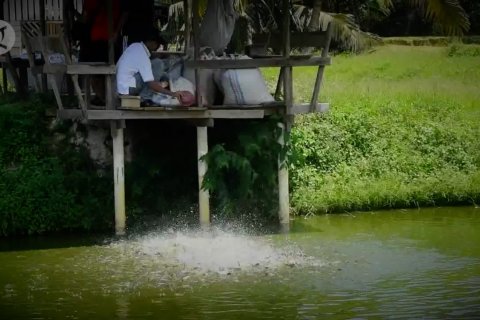 Tiada rumah tanpa kolam di Kampung Patin