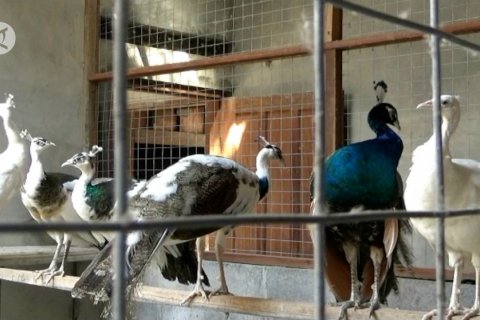 Berinvestasi lewat budidaya burung merak