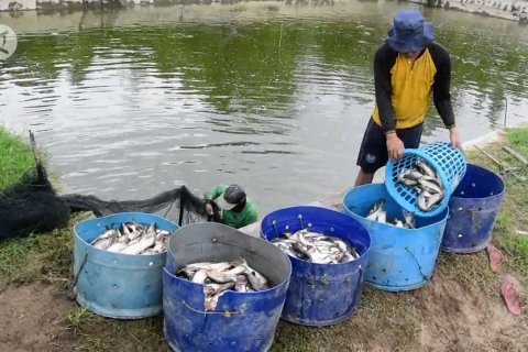 Riau kembangkan budidaya ikan air tawar di masa pandemi