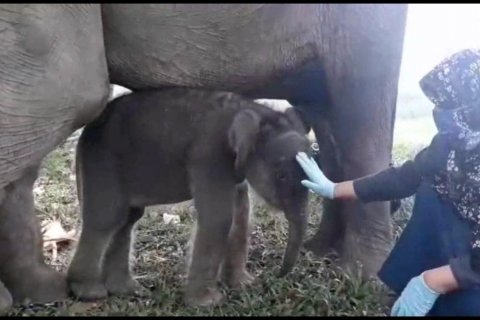 Bertambahnya populasi Gajah sumatera di Riau