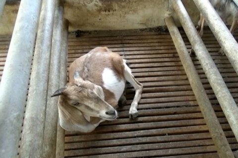 Beternak kambing kacang yang tahan penyakit dan cuaca