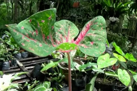 Tanaman keladi jadi pilihan di masa pandemi