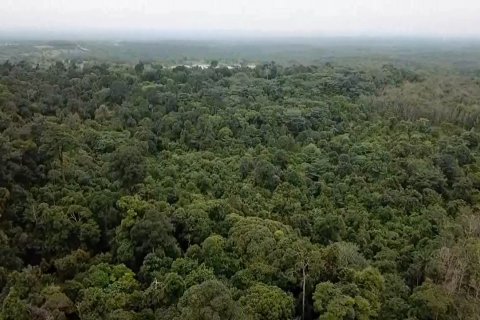 Upaya memperjuangkan hutan adat Suku Sakai