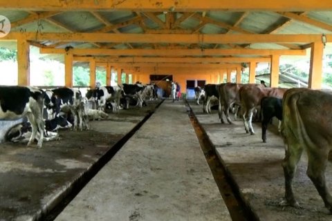 Pemkab Sleman evakuasi ternak pengungsi Gunung Merapi