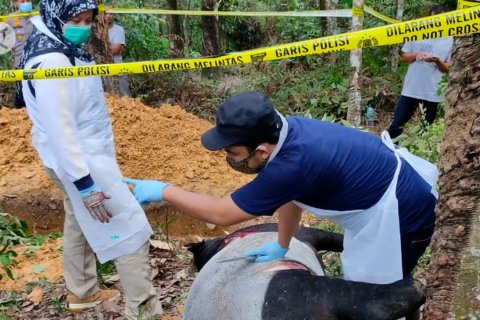 BBKSDA pastikan kematian tapir di Riau akibat terjerat