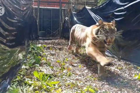 Mengembalikan Harimau Corina ke alam liar Sumatera