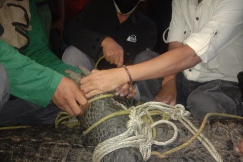 Evakuasi buaya di Lampung Timur