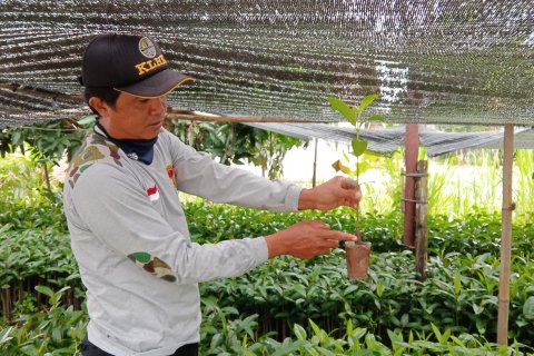 Adi Sumari berhasil lakukan pembibitan mangrove