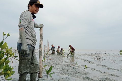 Adi Sumari dan hutan mangrove di pantai Kuala Penet
