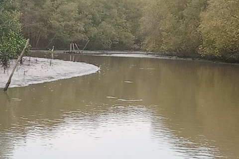 Kisah Syamsudin, pelopor hutan mangrove di  Pasir Sakti Lampung Timur