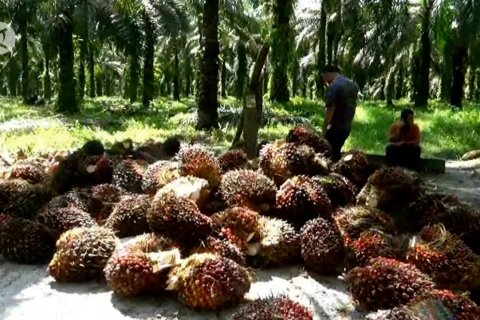 Riau prioritaskan Replanting kebun sawit dan peningkatan ketahanan pangan