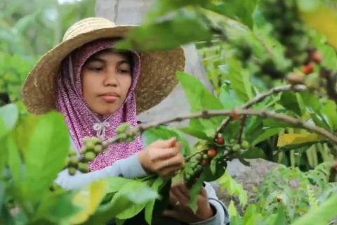 Pertanian jadi sektor utama Riau di tengah pandemi