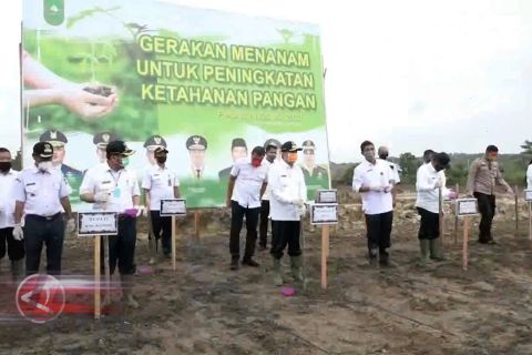 Riau siapkan 30.000 hektare lahan untuk food estate