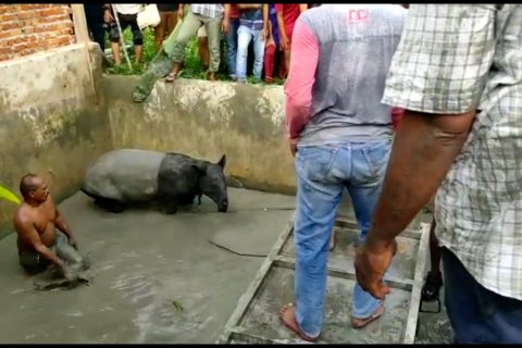Tapir betina terjebak 6 jam dalam kolam ikan di Pekanbaru