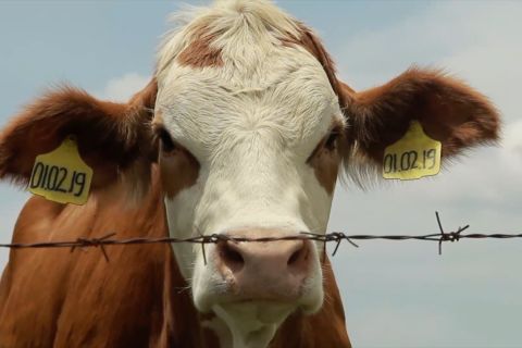 Menteri PPN dorong nilai tambah peternakan sapi