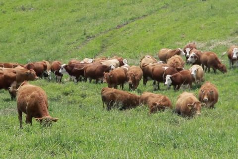 Peternakan sapi perah di Taman Hutan Raya Bung Hatta