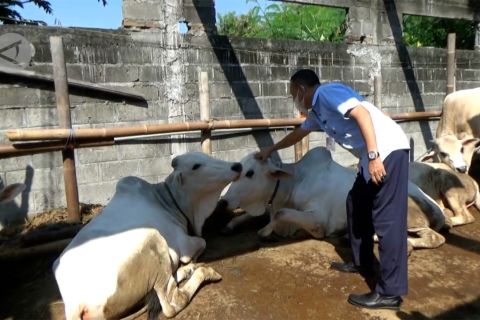 Hewan kurban masuk ke Bantul wajib kantongi SKKH