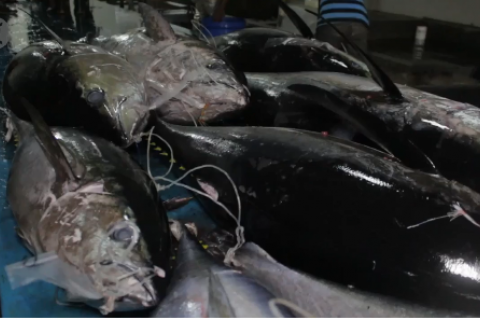 Menteri KKP sampaikan 3 program terobosan