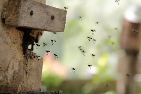 Melirik budi daya lebah galo-galo di kota bekas tambang batu bara