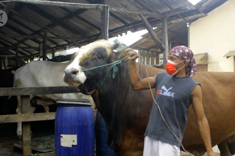 Sapi Simental Pegon 1,2 ton, kurban Presiden untuk warga Sumsel