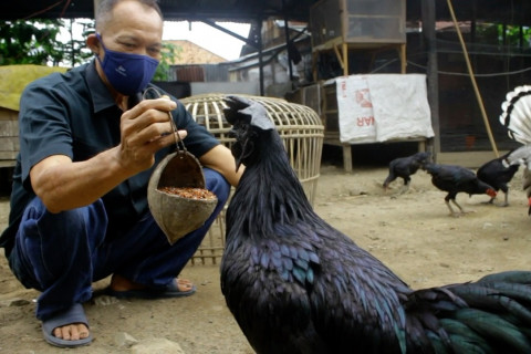 Menetas untung budidaya ayam bekisar cemani yang menjanjikan