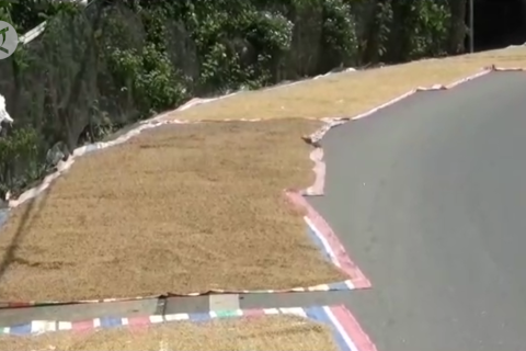 Hasil padi Kota Padang semester I capai 24 ribu ton