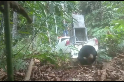 Beruang Madu yang terjerat dikembalikan ke habitatnya