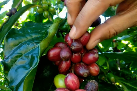 Pengembangan 3 varietas kopi semendo asal Muara Enim