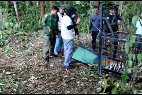 Tim gabungan evakuasi harimau Sumatera dari ancaman konflik