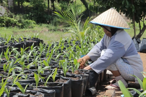 Harga sawit sedang bagus, petani enggan meremajakan