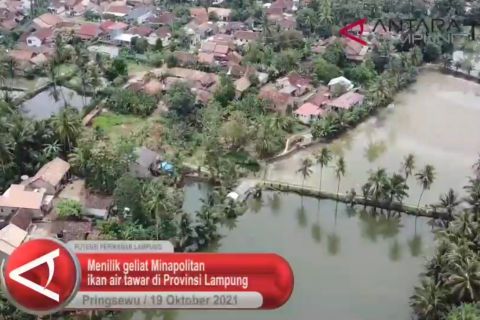 Menilik geliat kawasan minapolitan ikan air tawar di Lampung