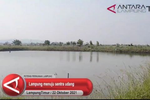 Lampung menuju sentra udang