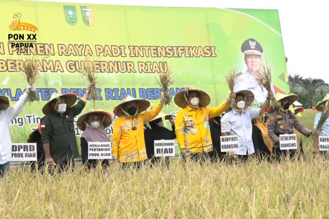 Riau dukung petani padi panen tiga kali setahun
