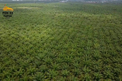 Riau yang menunggu dana bagi hasil sawit