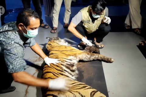 BBKSDA Riau temukan lagi harimau mati terjerat