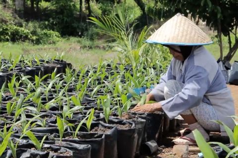 Sumbar siapkan Satgas PSR percepat peremajaan sawit