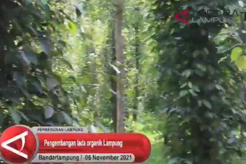 Pengembangan lada organik Lampung