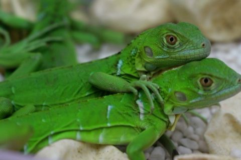 Meraup untung dari budidaya iguana di kala pandemi