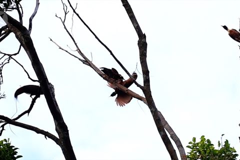 Lebih dekat melihat Cenderawasih botak dan merah Raja Ampat