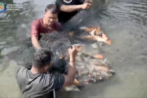 Program padat karya KKP serap 3.124 tenaga kerja