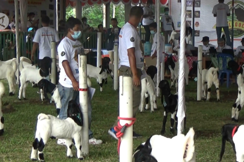 Mencari pejantan tangguh lewat kontes kambing Etawa Kaligesing