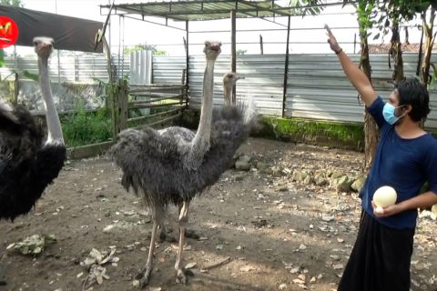 Mengintip penangkaran Burung Unta di Sleman