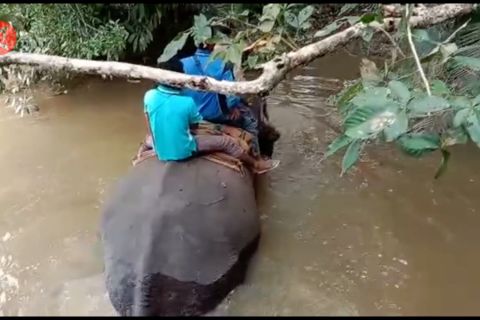 Mitigasi konflik satwa, BBKSDA Riau turunkan 3 gajah jinak