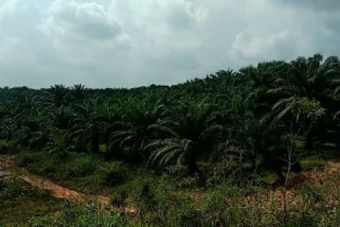 Pemprov Jambi fokus selesaikan 21 konflik lahan