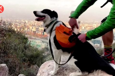 Sam, anjing superhero bintang komik di Chile