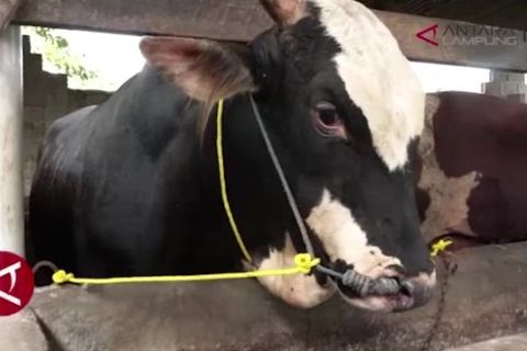 Menteri Pertanian jelaskan agenda penangan PMK