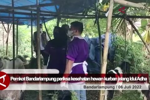 Pemkot Bandarlampung periksa kesehatan hewan kurban jelang Idul Adha