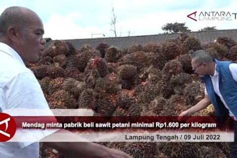 Mendag minta pabrik beli sawit petani